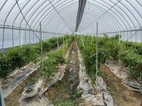 Organic chilli production - excursion