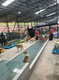 Dog care centre in Xichong 12-9-2023