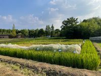 Organic rice breeding in Suzhou, China