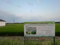 Organic rice water protection experiemts in Suzhou, China
